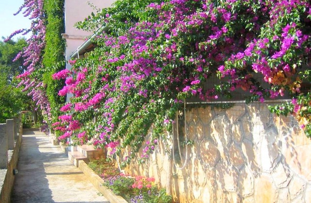 Apartments Jelka, (2109), Jelsa, Croatia