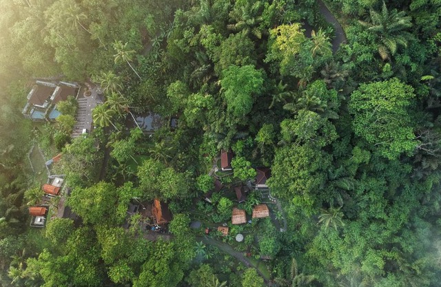 Bali Jungle Huts 