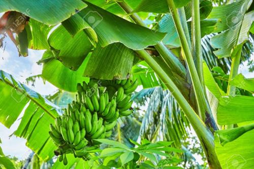 Banana Grove Retreat