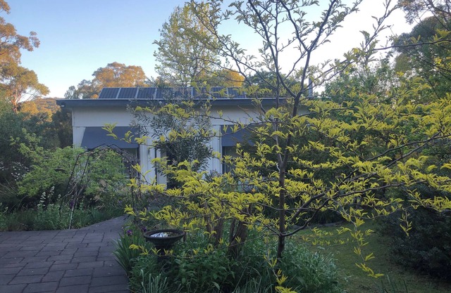 Bird Hill - A Garden Retreat in the Yarra Valley - Get Up Close to Native Birds