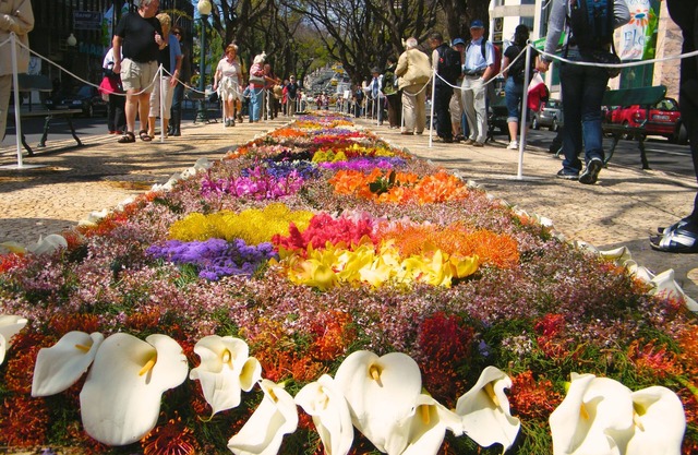 Viola Market Funchal 