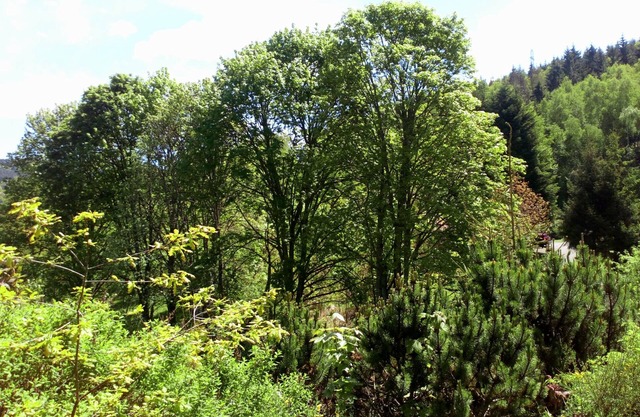CHALET DES TROIS LOUPS AU CALME NEAR GERARDMER (for 4 travellers)