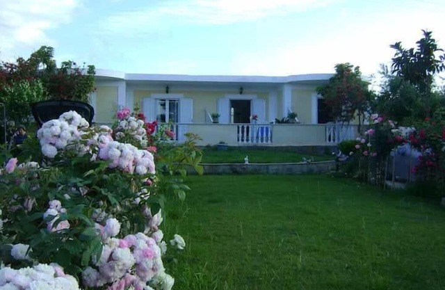 dragonas-diam-4 in Zante