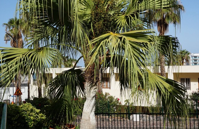 El Sombrero Apartments Los Gigantes