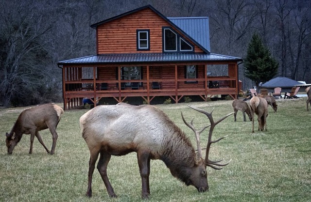 Elk Meadow Lodge ~ Fall Color ~ New Cabin by Willow Tree Cabins