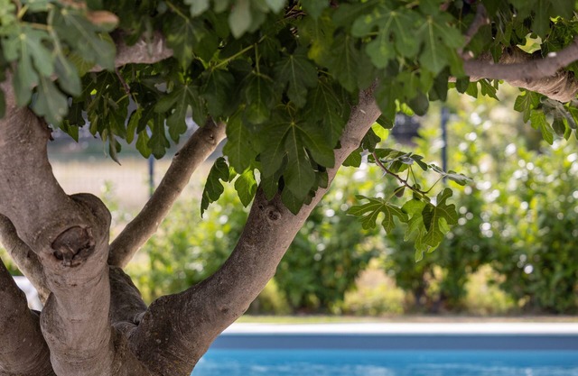 Farmhouse fully renovated in provence - Superb swimming pool 9m X 9m