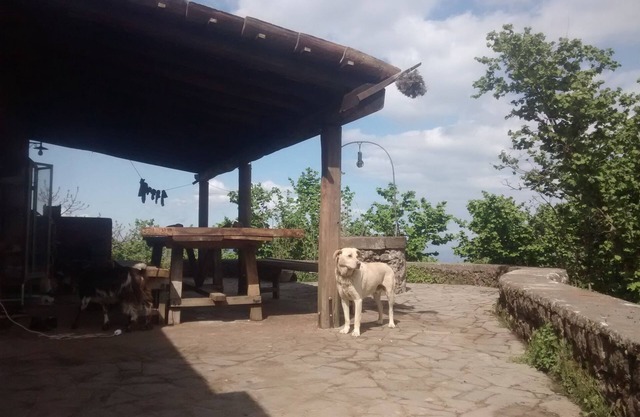 Farmhouse the caraffara from agriculture up to 800 in stone