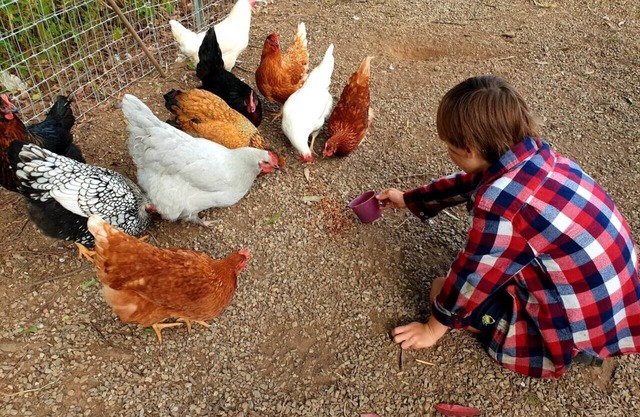 Fig Tree Farm Stay - Interactive Farm Stay Near Brisbane