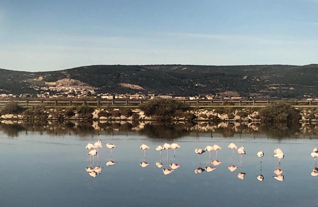 FLAMANTS ROSES 1 pers 6