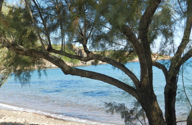Fotis apartments and house