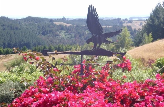 Hawk's Ridge - Redwood Valley