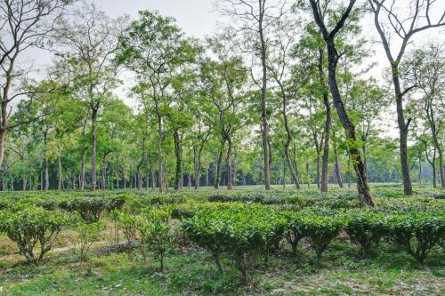 Hotel O Heritage Nest Resort Kazirnga