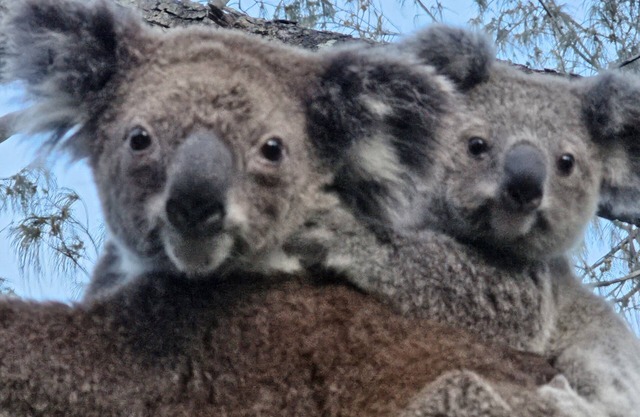 Koala Corner. Comfy one bedroom studio set in landscaped gardens.