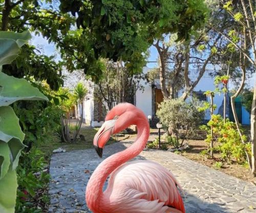 l'Oasi del Fenicottero rosa