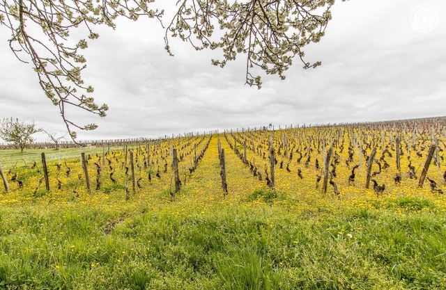 Les Piloselles - Solutre Pouilly