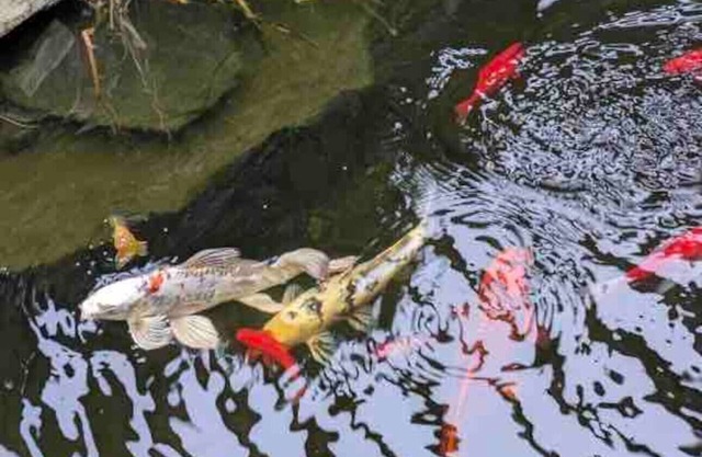 Magic Skies Koi Pond View Handicap Accessible Room