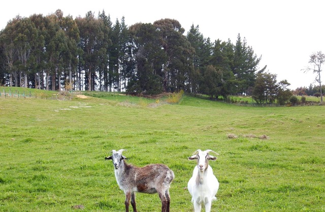 Mahana Farm Cottage, Your private rural retreat