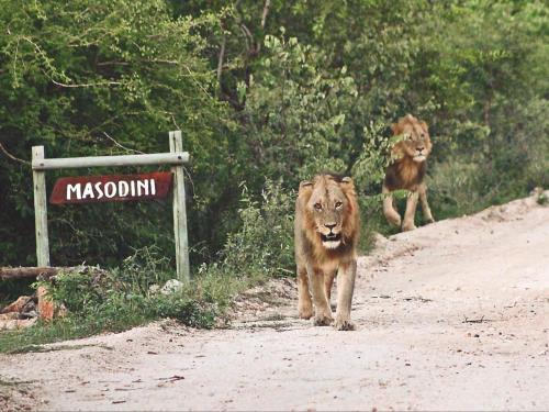 Masodini Lodge 