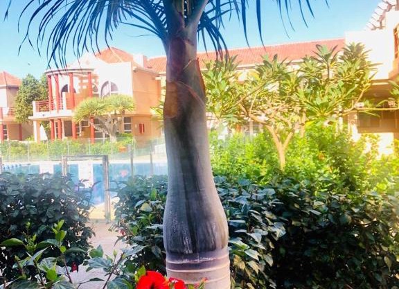 MELISSA Palmeral Oasis