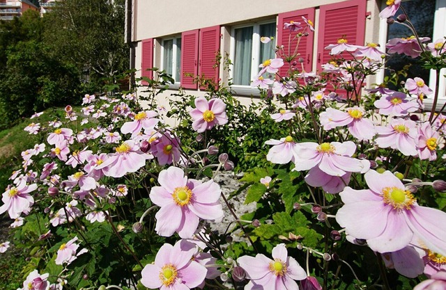 Nice apartment for 4 people with WIFI, TV, balcony and pets allowed