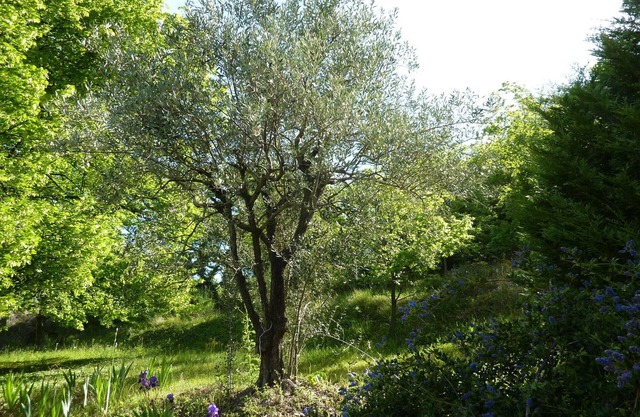 NYONS Autonomous Logis for 4 to 6 people in a quiet Mas with scents of Provence