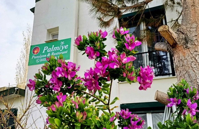PALMİYE PANSİYON