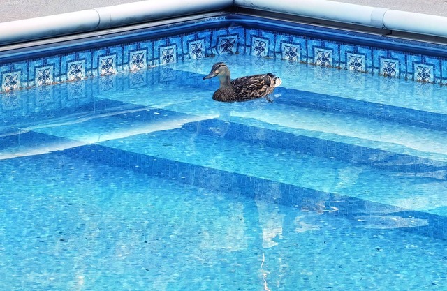Privte swiming pool and basketball court villa