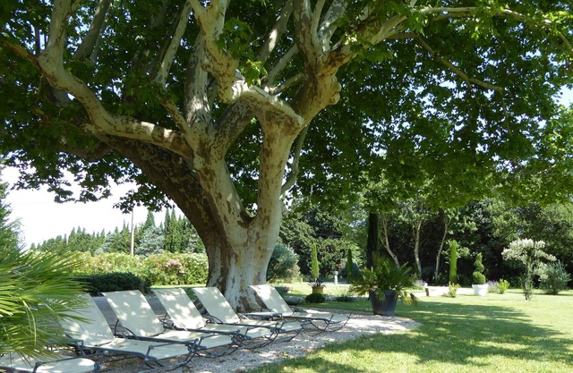 Provencal farmhouse and its hundred-year-old plane tree, heated and secure pool