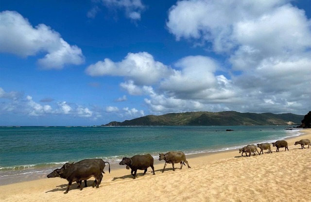 Pullman Lombok Merujani Mandalika Beach Resort