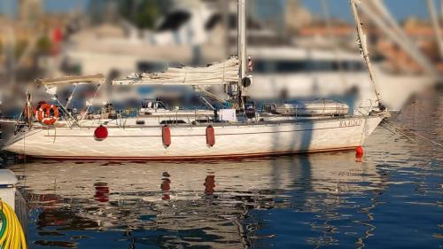 sailing Delfina