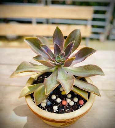 Sapa Succulent Garden Homestay
