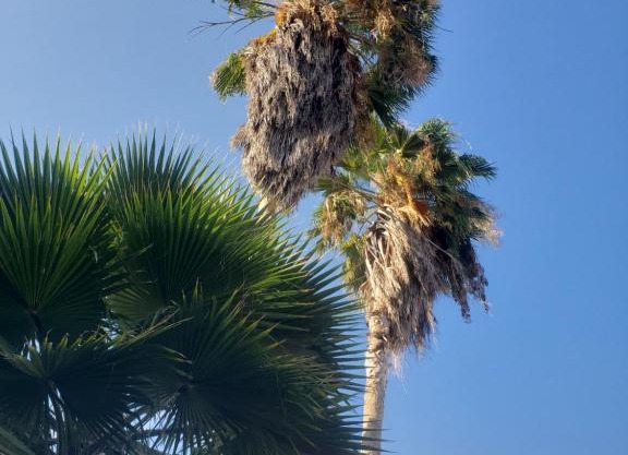 Sea Shell Palms, Ocho Rios