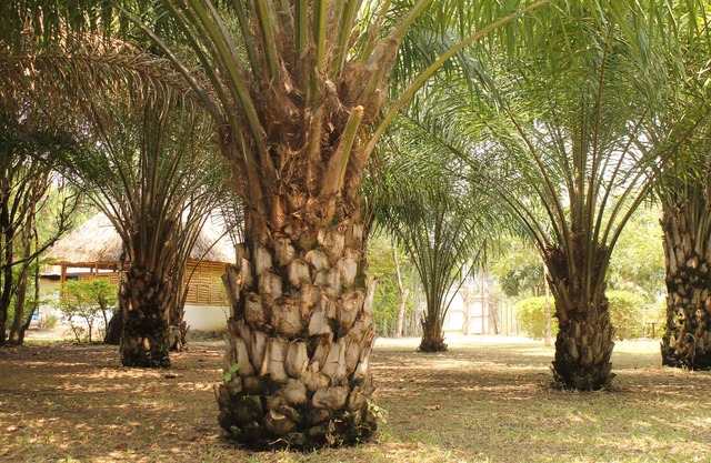 ShoeBill Safari Lodge