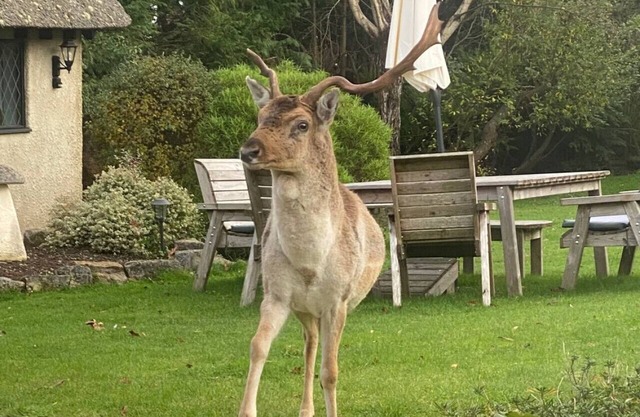 Stag Cottage – New Forest Romantic Hideaway