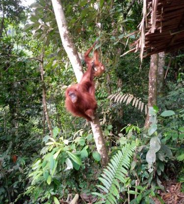 Tiga dara guest house jungle trekking