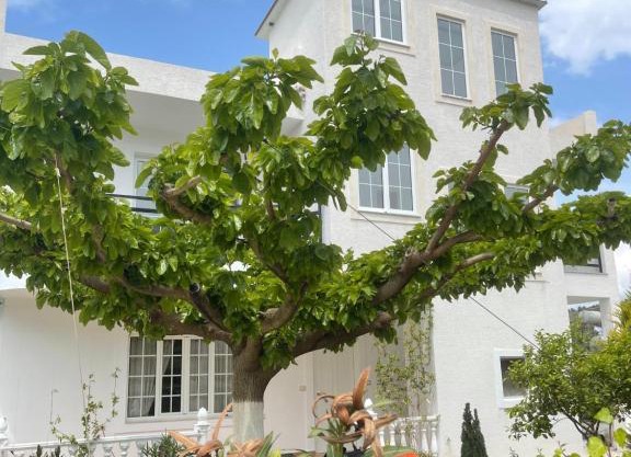 Villa Denis Ksamil