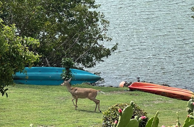 Villa Isabelle-1 bedroom “jewel” on the pond at Chocolate Hole, kayak to bay…