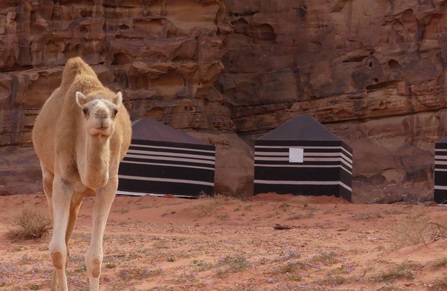 Wadi Rum Desert Tours Camp