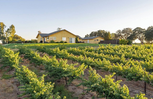 Wild Vines - Amazing Vineyard Views