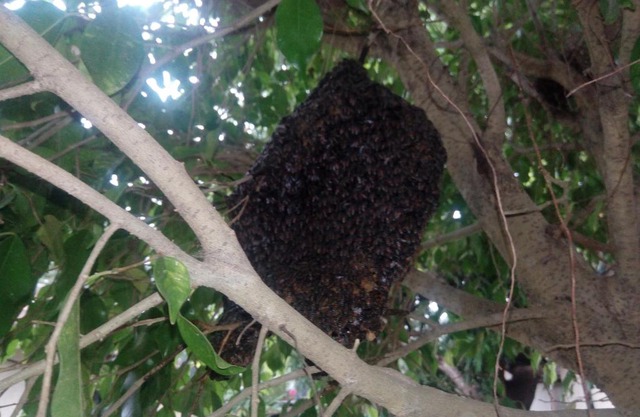 Wilpattu Buma