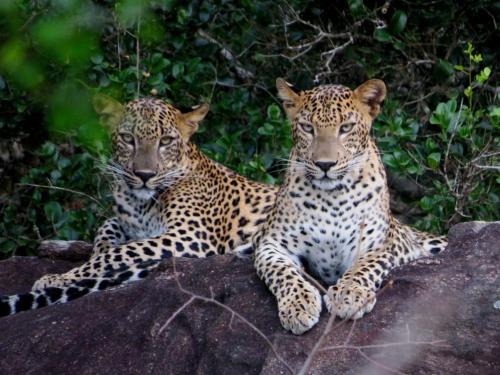 Yala Safari Rest