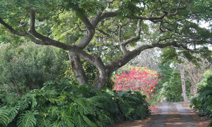 Kahaluu-Keauhou House | 2.7 Acres of Exceptional, Secluded Retreat - Close to Beach & Shopping!