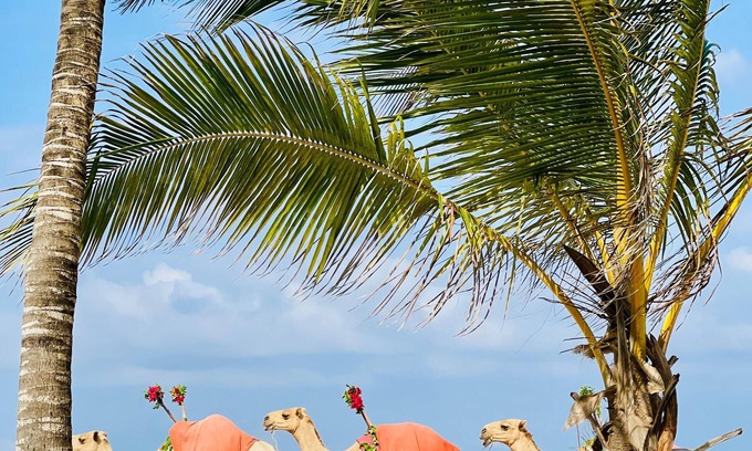 Diani Beach Apartment | 2-bedroom Diani Beach apartment paradise on delightful Diani Beach with WiFi, AC