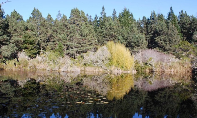 Mendocino Cottage | 2 Seperate Cottages on 50 + acre Mendocino Tranquility Meadows Nature Sanctuary
