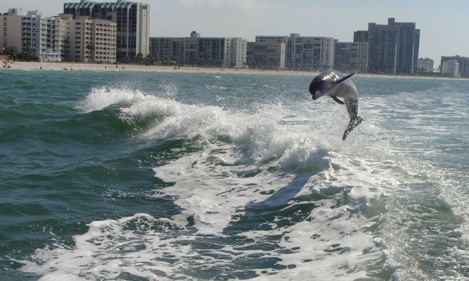 Sand Key Condo | 35% discount for 2025-Gorgeous Hideaway on the Beach-Crescent Beach Club