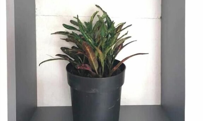 Zona 4 Apartment | 4 Stunning Cool Studio in tourist area