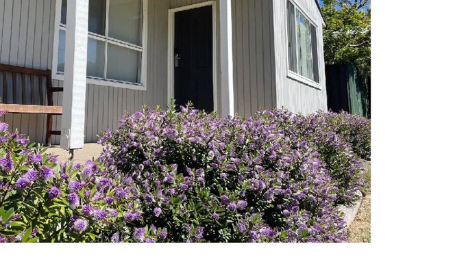 Eildon House | A cosy and quiet retreat, walking distance to town and Eildon pondage.