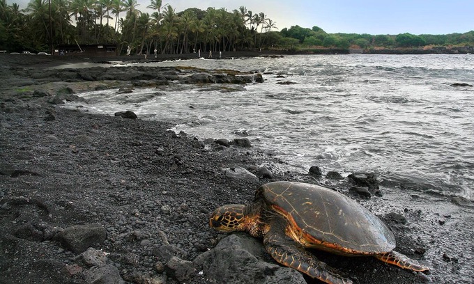 Punaluu Condo | A paradise for turtles on the black sand beach of Punalu'u