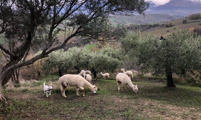 San Vincenzo-Cerchiara House | Alpacafarm Abruzzovakantie