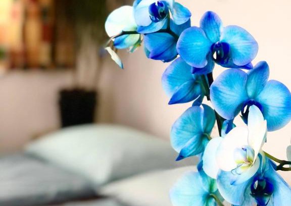 Cesky Krumlov Apartment | Apartmány Family Krumlov